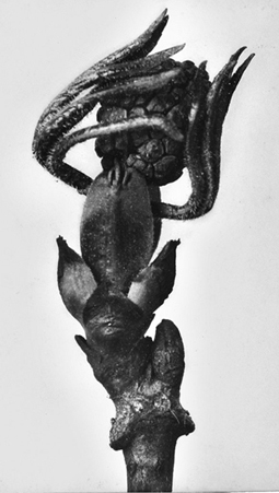 Natura Umana