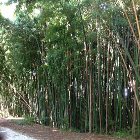 bambuseto capezzano