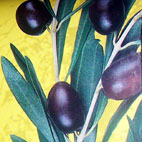 piante olivo biologico trattamenti e cura